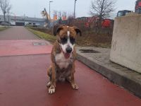 Mischlingsrüde 3 Jährig