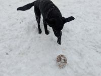 Labrador-Schäferhund Mix
