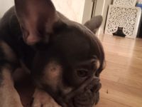 Französische Bulldogge Rüde blue tan mit Stammbaum – Top-Linie