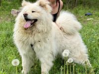 Flauschige Gute-Laune Hündin Bounty sucht ein Zuhause