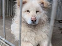 Flauschige Gute-Laune Hündin Bounty sucht ein Zuhause