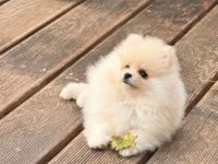 Zwergspitz Bailey sucht liebevolle Zuhause