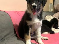 Bessy- bist du bereit ihre für immer Menschen zu werden?🏡💞