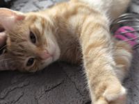 Zuckersüß und lebensfroh: Kater Cinnamon sucht sein Für-Immer-Zuhause