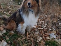 Sheltie Deckrüde