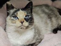 Blick ins Glück: Ophelia mit den Saphiraugen sucht ihre Menschen