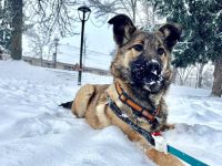 Fidelia: sensible Begleiterin für ruhige Hände gesucht