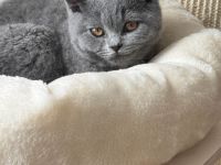 BKH-Kitten (Britisch Kurzhaar) sucht liebevolles Zuhause