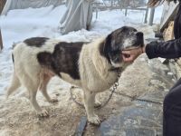 Ein sanfter Riese mit großem Herzen: Samson