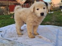 Zuhause gesucht für Wolfi