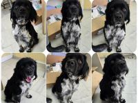 Brook – feiner Beobachter mit großem Herz