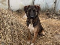 Kuschelbär Kodi auf Weg in neues Leben