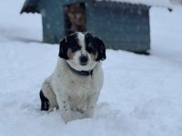 Wolf ist bereit für sein Zuhause