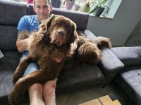Neufundländer Deckrüde