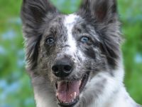 Malin Notfall! Dringend Pflegeplatz gesucht!!