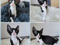 Unsere drei Devon Rex Kitten sind da.