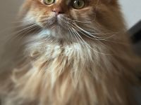 Liebevoller BKH/BLH Kater sucht neues Zuhause