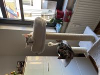 2 liebevolle Katzen abzugeben