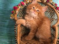 Prächtige XL Maine Coon Kitten mit seidigem Fell und Stammbaum