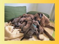 Rhodesian Ridgeback Welpen