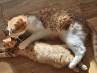 BKH Norwegische Waldkatze Mix Kater sucht neues zu Hause