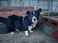 Oma Urmel: Ein großes Herz sucht seinen Altersruhesitz