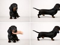 Exzellenter Dackel-Rüde Kurzhaar mit FCI