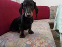 Charmanter Dackel-Rüde – Kurzhaar, kleiner Typ (amerikanischer Stil) ✨