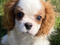 Cavalier King Charles Spaniel Welpen mit Papieren
