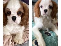 Cavalier King Charles Spaniel Welpen, Rüden mit Papieren