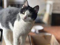 Hörst du das? Filio schnurrt sich direkt in dein Herz.