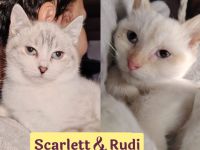 Doppeltes Glück für geduldige Katzenfreunde: Scarlett & Rudi stellen sich vor