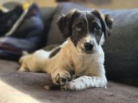 Marshy - kleiner Wirbelwind