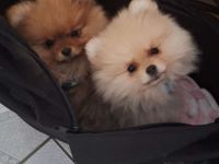 Pomeranian zwergspitz welpen