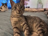 Anhänglicher Schnurrbert: Dein neuer Schatten auf vier Pfoten