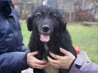 Nase im Wind, Pfoten im Glück - Smokey erkundet  bald dein Zuhause?