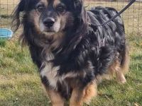 Buddy, Mischling, geb. 2018, hundeverträglich