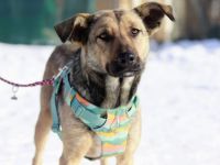 Ein Rohdiamant mit sanftem Wesen: Wer schenkt Anive ein zweites Leben?