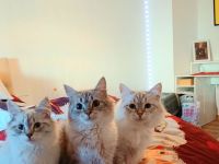 Hallo wir verkaufen  unsere 3 katzen