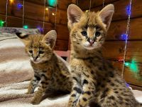 Wunderschöne Serval- und F2-Savannah-Kätzchen abzugeben. WhatsApp: +491791500349