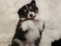 Sheltie Tricolor Welpen