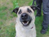 Ares, Schäferhundmix, geb. 2016, sucht liebevolles Zuhause