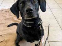 Fortuna, Labrador-Jagdhundmix, geb. 2022, aktives Dreibein, nur als Zweithund zu vermitteln