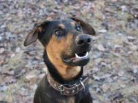 Aron, Dobermann-Schäferhund-Mix, geb. 2025, voller Lebensfreude, su. aktive verständnisvolle Besitze