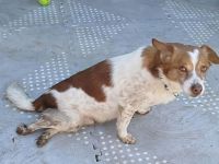 Notfellnase Milo / männlich / derzeit noch in Griechenland