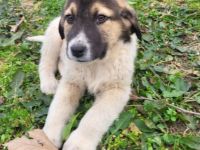 Welpengeschwister Chris und Hilda / derzeit noch in Griechenland