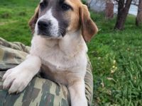 Welpe Electra / weiblich / derzeit noch in Griechenland