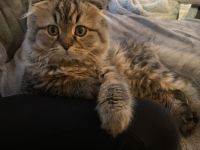 Katzenbaby Katerchen Langhaarmix  zu verkaufen