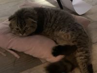 Katzenbaby Katerchen Langhaarmix  zu verkaufen