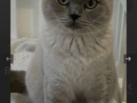 BKH Deckkater weiß/grau